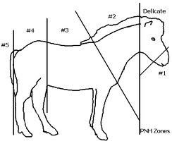 Zones of the Horse