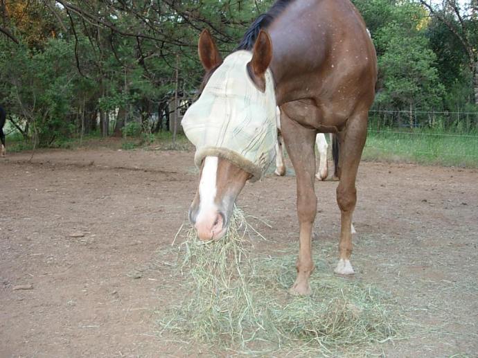 Rocky wondering if I'm going to snuggle during dinner