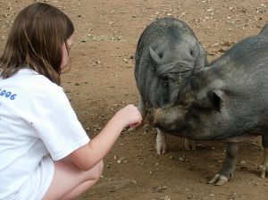 Pot-bellied pigs and Jessie (age 9)