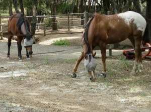 Paco watching Rocky be free
