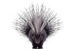 porcupine