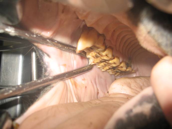 Salsa dentist - AFTER