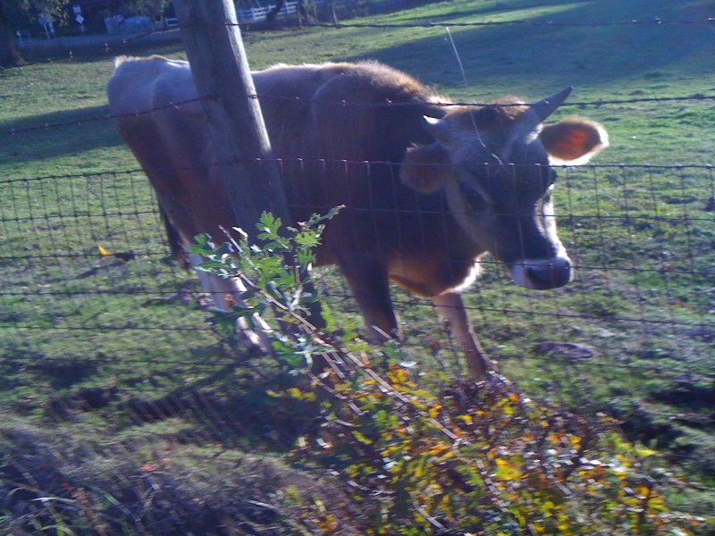 The cow is just as fascinated