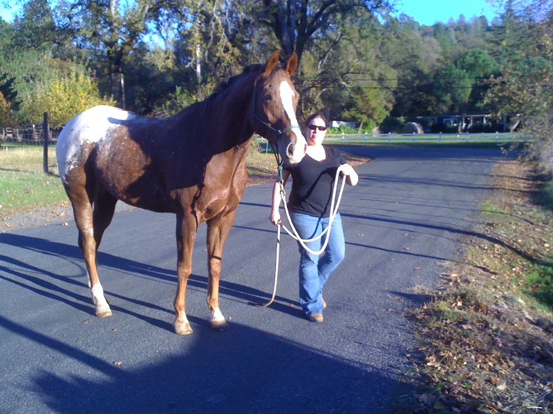 Rocky decides this is close enough to cows for now