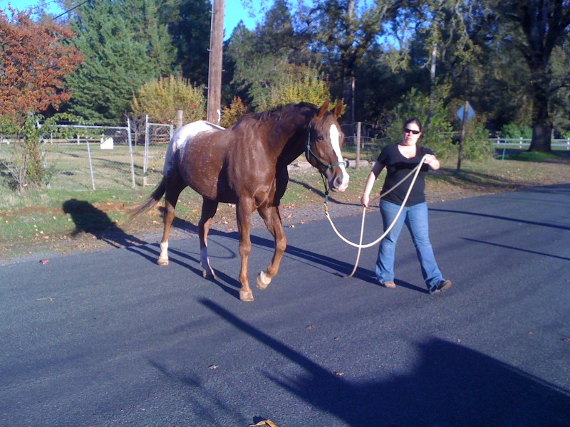 Rocky wants a closer look at cows