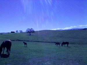 Gelato and Hudson running