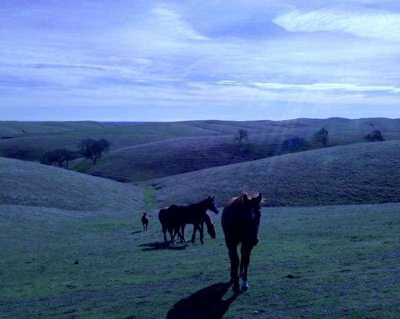 Atwood Ranch Naturally, Orland, CA January 2011