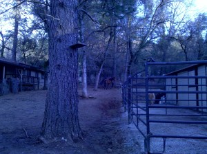 River meets Centella