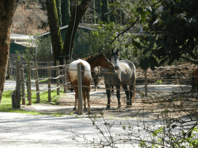 Rocky wants to play with Milo