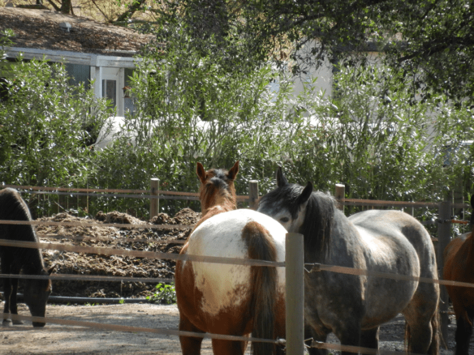 Milo wants to play with Rocky