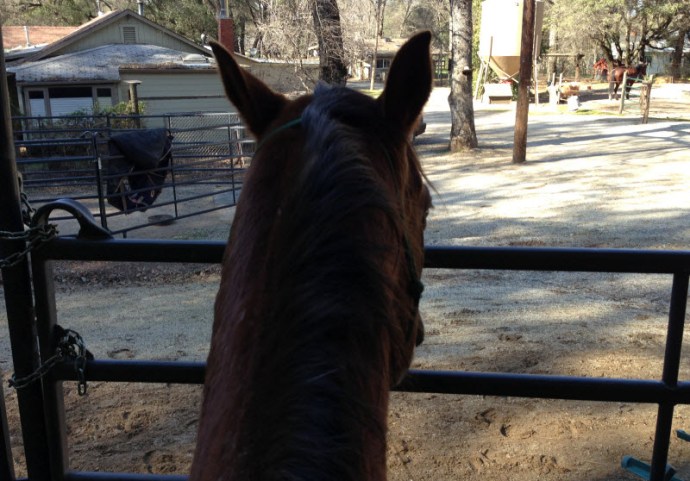 rocky looking over fence