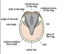 hoof diagram