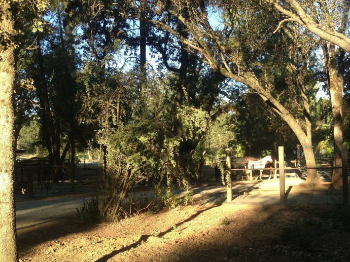 Horses basking in the morning sunbeam Horses basking in the morning sunbeam