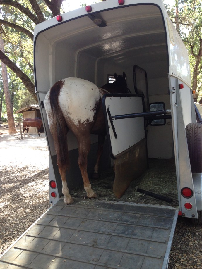 Rocky in the Brenderup