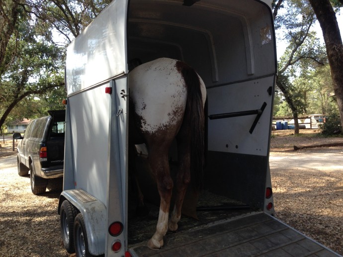 Rocky in the Brenderup