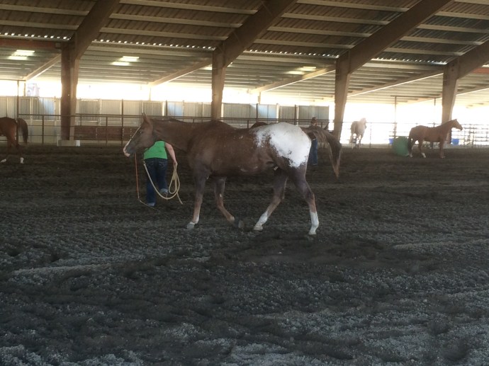 Rocky at Atwood Ranch
