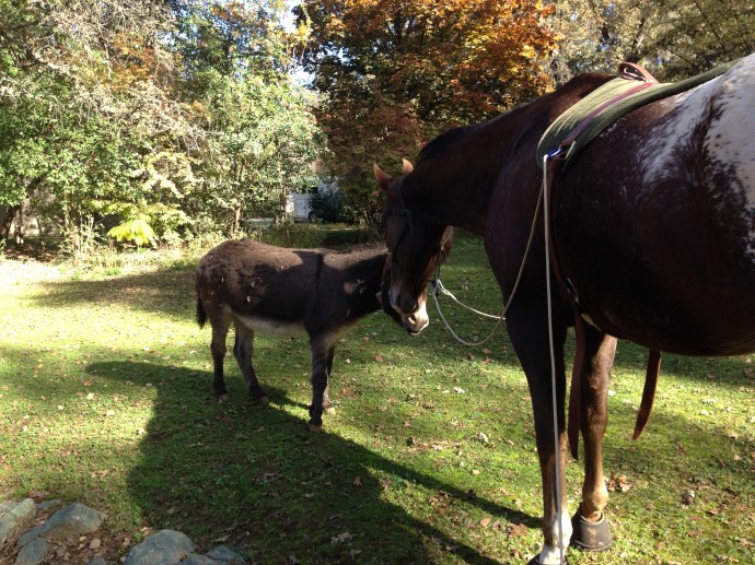 Greeting a donkey on the lawn